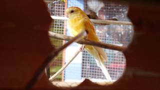 My Aviaries Today  6th April 2018  Parakeets Canaries Finches Budgies and Cockatiels [upl. by Asit]