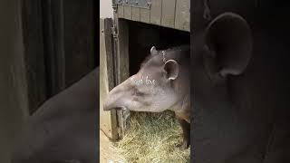 Discover the Fascinating Tapir A Coolest Animal on Earth Shorts [upl. by Sibilla]