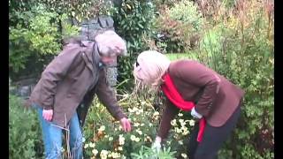 Anthemis tinctoria E C Buxton oxeye camomile [upl. by Avek]