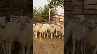 Assaf sheep Breed youtubeshorts animalkhlidbin9999 animals [upl. by Airamahs858]