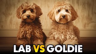 Labradoodle vs Goldendoodle The difference you  WildWonder [upl. by Cire701]