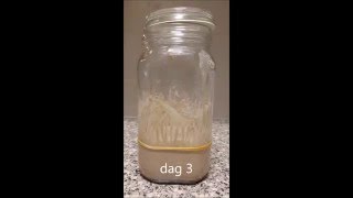 Making a Glutenfree sourdough starter [upl. by Aettam]