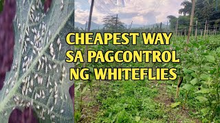 KAPAG SEVERE NA ANG WHITEFLIES SA TALONG ITO ANG DAPAT GAWIN PARA HINDI KA MAPAGASTOS NG MALAKI [upl. by Nanci]