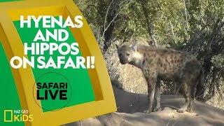 Hyenas and Hippos on Safari  Safari Live [upl. by Alejandrina]