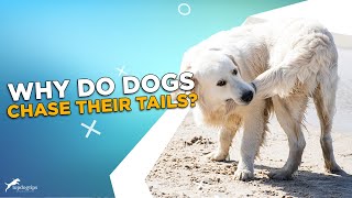 Why Do Dogs Chase Their Tails [upl. by Riffle]