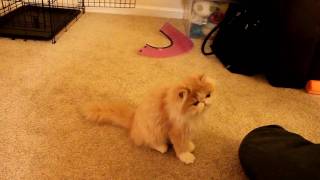 Pet training  Persian kitten Cooper learns dog tricks 貓の訓練 [upl. by Enelez251]