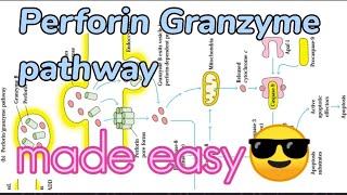 Perforin Granzyme pathway apoptosis [upl. by Alaik]