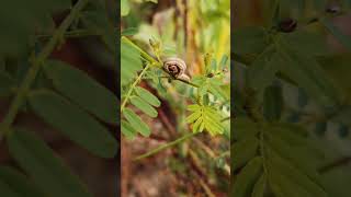 Brownhooded Owlet disguised as a branch [upl. by Holna497]