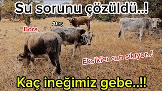 Kaç ineğimiz gebeSu sorunu çözüldüDanalarımızın merada gelişimiSıfır maliyetle üretimfarming🐂🐃🐄 [upl. by Karalynn]