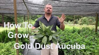 How to Grow Gold Dust Aucuba with detailed description [upl. by Laubin]