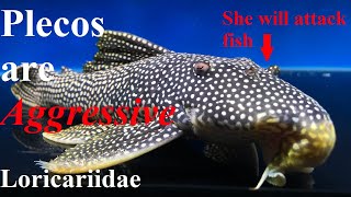 Aggression in Aquarium Plecos  Loricariidae  L Numbers [upl. by Lynch]