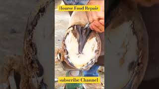 Horse 🐎 Foot Repair cuteanimal animals horse shorts shortsfeed shortvideo [upl. by Pavlov]