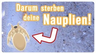 Triopsnauplien gestorben 5 Gründe warum deine Triops in der ersten Lebenswoche sterben [upl. by Asirrom]