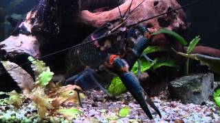 Cherax Quadricarinatus [upl. by Weinrich]