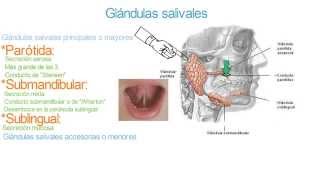 Glándulas salivales  Parótida submandibular sublingual y accesorias [upl. by Benjie]