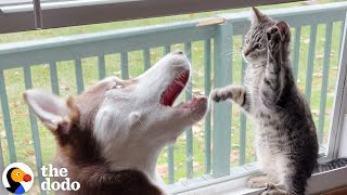 Husky Slowly Becomes Obsessed With His Kitten Brother [upl. by Amaryl787]