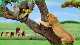 OMG Lion Mother Madly Revenge Ferocious Baboon To Save Her Poor Cub  Animals Fight [upl. by Nohsav]