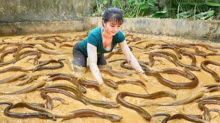 Catch A Lot Of Eels In The Swamp Goes To Countryside Market Sell  Phương Free Bushcraft [upl. by Jos543]