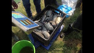 Backyard Fish Farming in Zambia by Ladville Aquatech [upl. by Tasiana498]