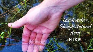 Loxahatchee Slough Natural Area Hike [upl. by Olraced]