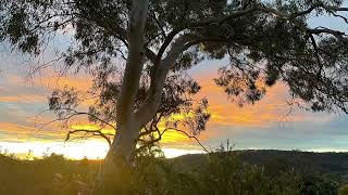 Sunset behind a Eucalyptus Scoparia [upl. by Notkcorb]