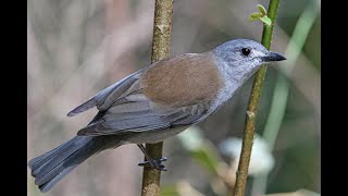 Grey shrikethrush The bush harmonica [upl. by Nanek]