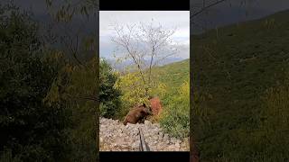 великолепный кадр кабана hunting chasse wildboar охота дикий кабан [upl. by Einnim]