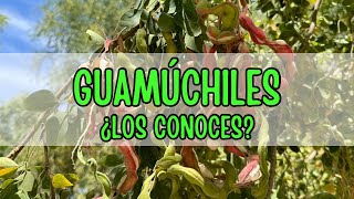 Guamúchiles ¿Los conoces 🌳🌿 [upl. by Reifinnej]