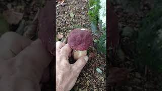 Boletus Pinicola 22 de Septiembre 2024 [upl. by Aniratac]