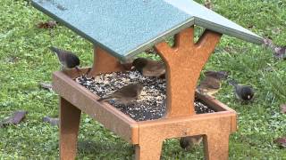 Watch Large Colorful Tropical Birds  The Perfect Screensaver [upl. by Charmine5]