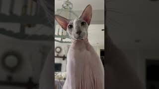 Perfect Purple Peterbald Cat [upl. by Yrogreg244]