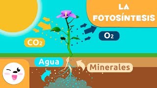 La fotosíntesis de las plantas  Ciencias naturales para niños [upl. by Natala]