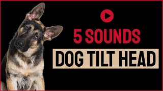 5 Sounds To Make Your Dog Tilt Head [upl. by Ahsatal]