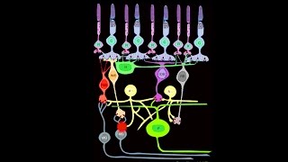 Lecture 1 A Walkthrough of the Mammalian Visual System [upl. by Ginelle]