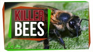 Killer Bees The Real Zombee Apocalypse [upl. by Ahilam]