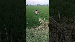 Hamra shsur ji ke beti ho short video [upl. by Tebor616]