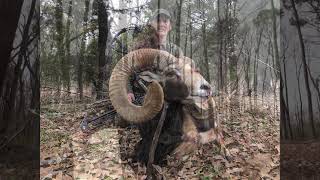 How to calculate your FOC mouflon Ram Texas Archery hunt [upl. by Anaoy]