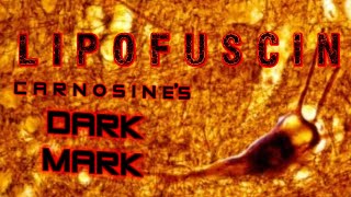 Lipofuscin Carnosines DARK MARK and a synergistic solution [upl. by Immat]