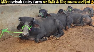 देखिए Istiyak Dairy Farm पर बिक्री के लिए उपलब्ध कटड़ियां Heifers For Sale At Istiyak Dairy Farm [upl. by Ardnuasal]