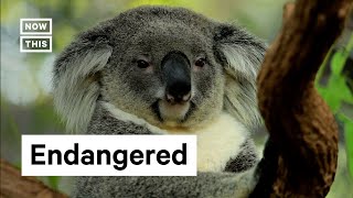 Australia Declares Koalas an Endangered Species  Shorts [upl. by Meara]