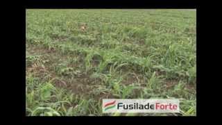 Fusilade Forte za suzbijanje uskolisnih korova Syngenta  U nasem ataru 434wmv [upl. by Rutherford819]