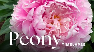 Timelapse Watch PaeonyPeony Flowers Bloom [upl. by Walling216]