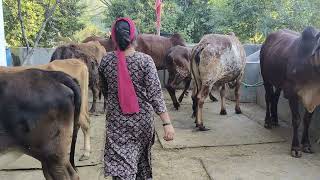 gir cow gowshalla Himachal Pradesh Bilaspur cow gircow himachalpradesh [upl. by Aslehc]