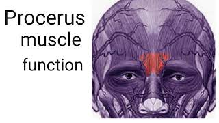 function of procerus muscle [upl. by Nason]