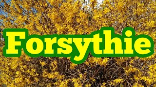 Forsythie pflegen schneiden Standort gießen düngen vermehren Forsythia Goldflieder [upl. by Sheree]