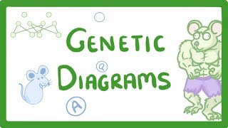 GCSE Biology  Genetic Diagrams 73 [upl. by Snej967]