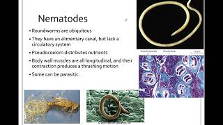 335 Ecdysozoa Nematoda [upl. by Lyckman]