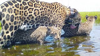 El yaguareté vuelve al Parque Iberá de Argentina siete décadas después [upl. by Ewald]