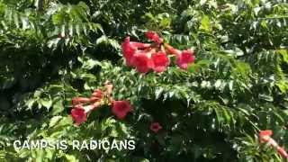 Campsis radicans Garden Center online Costa Brava  Girona [upl. by Radloff]