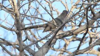 Wildlife of Madagascar Reniala Forest Reserve Ifaty [upl. by Waltner803]